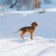 Irish Setter Puppies from Spring Creek Irish Setters