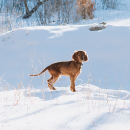 Irish Setter Puppies from Spring Creek Irish Setters