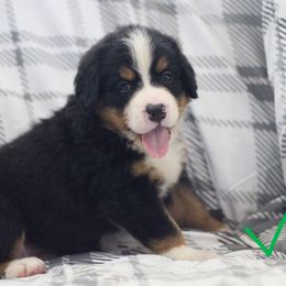 Boy 4 - Black rust and white male Bernese Mountain Dog puppy in Walnut Creek, Ohio from Emerald Acres Bernese