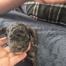 Tye - Black & white male Maltipoo puppy in Sedro Woolley, Washington from Absher Ranch