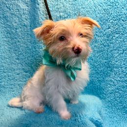 Ranger - Tan and white male Yorkshire Terrier puppy in Shelton, Washington from Cute Yorkies