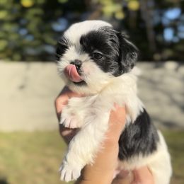 French Bulldog and Shih Tzu Puppies from Puppy Paper House