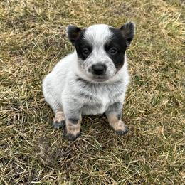 Nora - Blue female Australian Cattle Dog puppy in Olive Hill, Kentucky from Tompkins Farm