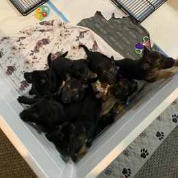 German Shepherd Puppies from Devon Rugerio's German Shepherds