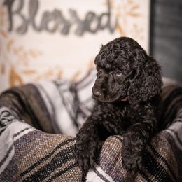 Poodle Puppies from RedeemedSo Standard Poodles