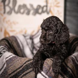 Poodle Puppies from RedeemedSo Standard Poodles