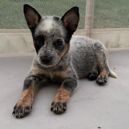 Orchid - Blue mottled female Australian Cattle Dog puppy in Seneca, Missouri from MO Morningstar Heelers