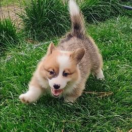 Missoula - Sable male Pembroke Welsh Corgi puppy in Ellensburg, Washington from Faery Mount Farm