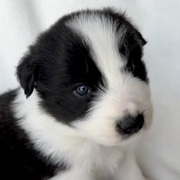 SUNDAE - Black and white female Border Collie puppy in Conroe, Texas from Aloha Border Collies