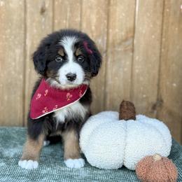 Gretl UNFURNISHED - Tri-color female Bernedoodle puppy in Bellville, Ohio from Bernedoodle Buddies
