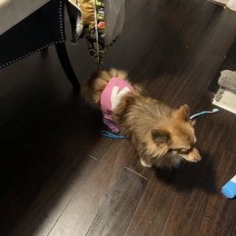 Pomeranian Puppies from ARC Kennels