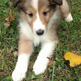 Shetland Sheepdog Puppies from Sharon’s Family Shelties