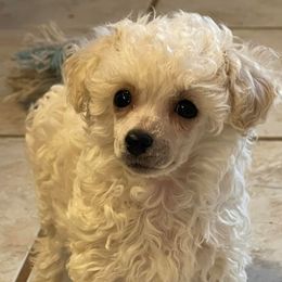 Miniature Schnauzers and Poodles from Snow Creek Miniature Schnauzers, and Poodles