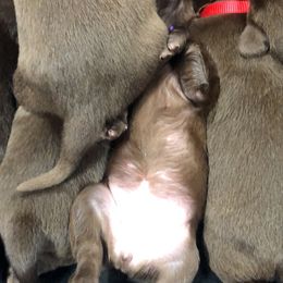 Dilute Retriever and Labrador Retriever Puppies from CKB Labradors