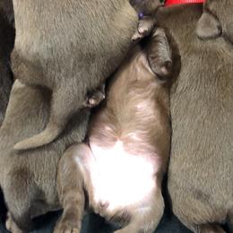 Dilute Retriever and Labrador Retriever Puppies from CKB Labradors
