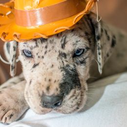 Great Dane Puppies from 5T Danes