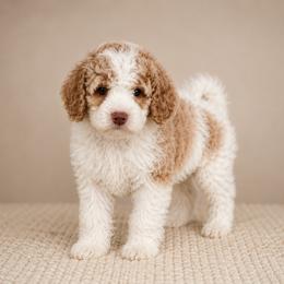 Koa - Blenheim male Cavapoo puppy in Floyd, Virginia from Hearts and Paws Poodles and Doodles