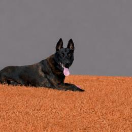 Ty - Dutch Shepherd
