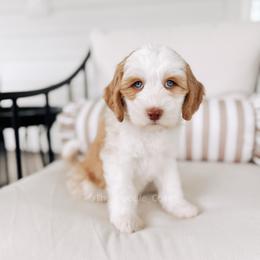 Bosun - Yachties - Caramel female Australian Labradoodle puppy in Syracuse, Indiana from The Doodle Cove