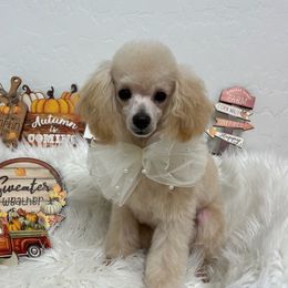 bona - Poodle