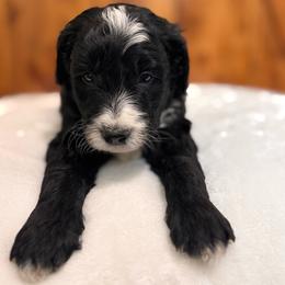 Munch - Black and white male Bernedoodle puppy in Jacksonville, Florida from Star of the Sea Doodles