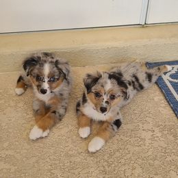 Toy Australian Shepherd Puppies from Beasley Acres Aussies