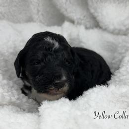 Yellow collar - Black female Sheepadoodle puppy in Thornville, Ohio from Four Front Doodles & Friends
