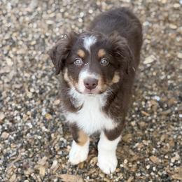 Whales - Red tri-color male Australian Shepherd puppy in Niles, Michigan from Tara's Australian Shepherds