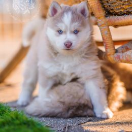 Pomsky Puppies from Southpaw Pomskies