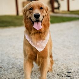 Sunshine - Golden Retriever