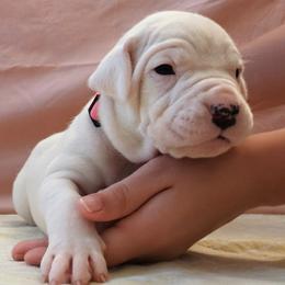 Rehab - White female Dogo Argentino puppy in Morgan Hill, Pennsylvania from De la Fuerza De Dios