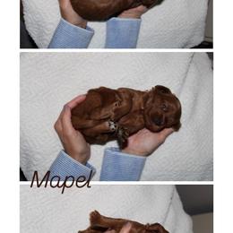 Maple - Red  male Goldendoodle puppy in Trenton, Tennessee from Pickard’s country Golden doodles
