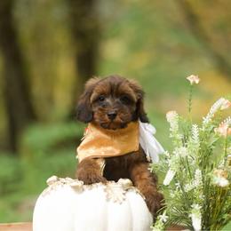 Boy 7 - male Cockapoo puppy in Deming, Washington from Heavenly Puppies to Love