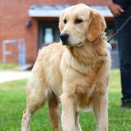 Now Living in North Carolina! - Golden Golden Retriever puppy in North Brunswick, New Jersey from Cynazar Goldens