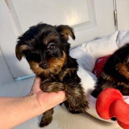 Nene - Black and tan male Yorkshire Terrier puppy in Fort Myers, Florida from Katherine’s Yorkies and Poodles