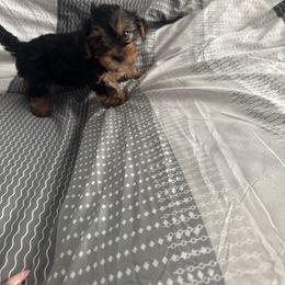 Tuts tuts ( black friday special 1250 - Blue and gold female Yorkshire Terrier puppy in Las Vegas, Nevada from Quality Poms Chihuahua Yorkies of Las vegas