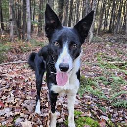 Loon - Black female Border Collie puppy in White Lake, Wisconsin from Rising Moon Border Collies