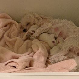 Maltese Puppies from Hummingbird Fields