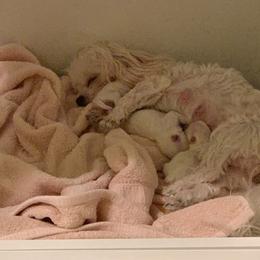 Maltese Puppies from Hummingbird Fields