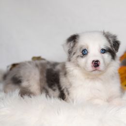 Nutmeg - Blue merle female Border Collie puppy in Conway, Missouri from 2J 2K Border Collies | Maremma Sheepdogs