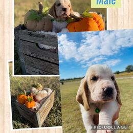 "Cardamom male" Basset Hound Puppies from Little Patch of Heaven