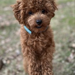 Poodle puppies from Lil’ Bits and Beans