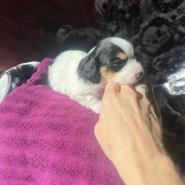 Orio - Piebald male Dachshund puppy in Palestine, Texas from Vixens Dachshunds