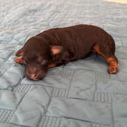 Girl 1 - Black phantom female Aussiedoodle puppy in Cedar Park, Texas from Lollipups Mini Aussiedoodles