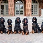 Gordon Setters from Wagland Gordon Setters