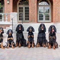 Gordon Setters from Wagland Gordon Setters
