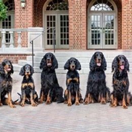 Gordon Setters from Wagland Gordon Setters