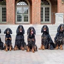 Gordon Setters from Wagland Gordon Setters