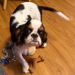 Trusty - Black white and tan male English Toy Spaniel puppy in Pennsylvania from Enchanting Charlies