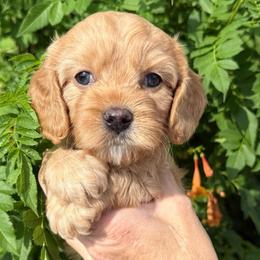 Brookie - Red female Cavapoo puppy in Tucson, Arizona from Adored Poodle & Doodles